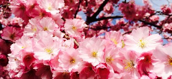 sakura kvety